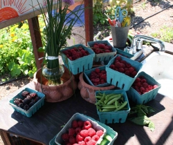 Farm-Stand-in-July