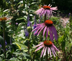 Flowers-in-the-Summer-Sun