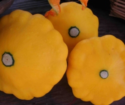 Pattypan