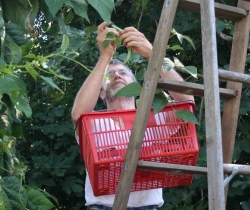 Picking-Beans