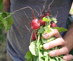 Radishes