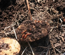 Wireworm-Traps